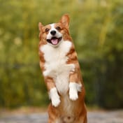 Um cachorro está em pé sorrindo com as patas dianteiras levantadas