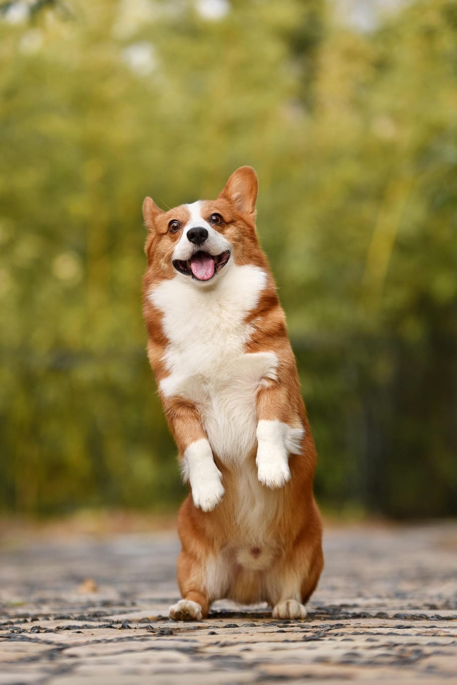 A dog standing up with its front paws raised and smiling
