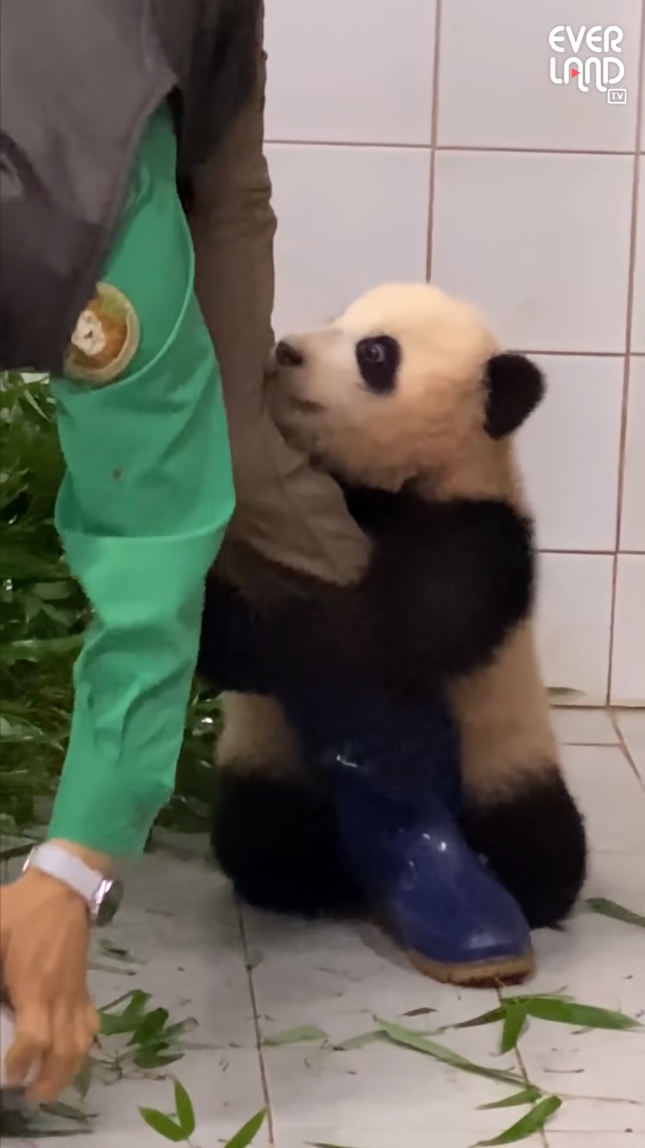 Cattura dello schermo del video "Volevo giocare con Habujie, il cucciolo di panda | Panda World di Everland FuBao" sul canale YouTube di Everland