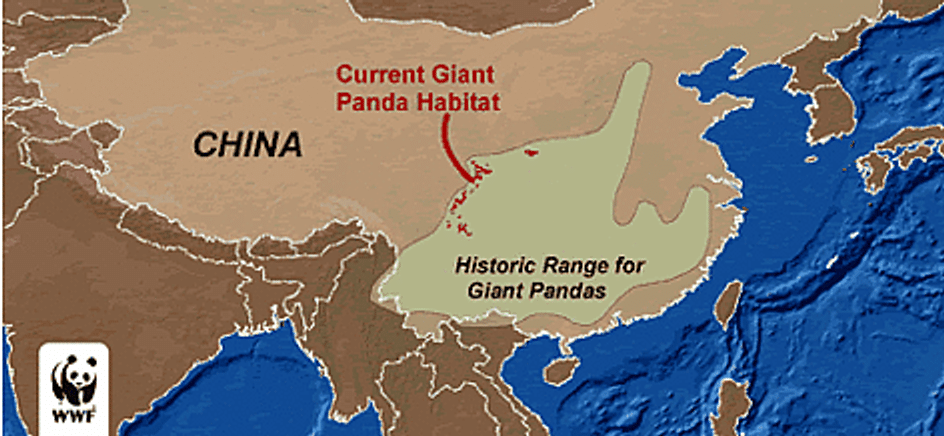 Il lato oscuro del panda gigante, 'Fubao', amato in Corea
