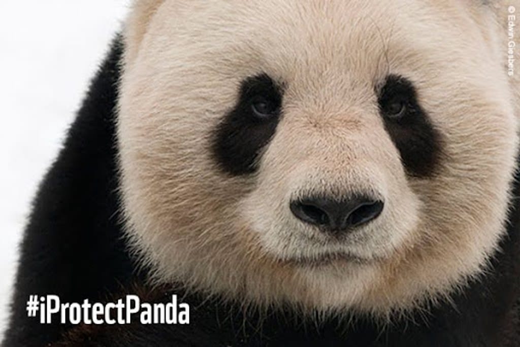 Il lato oscuro del panda gigante, 'Fubao', amato in Corea