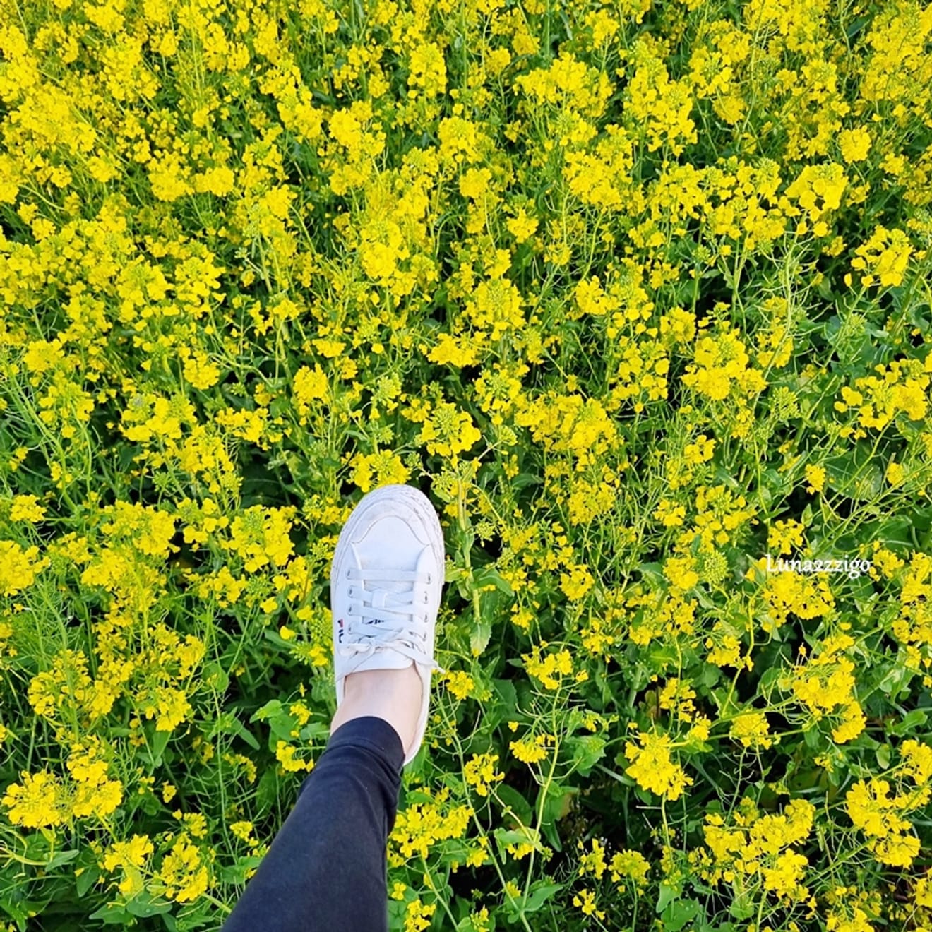 Campo de flores de canola muito bonito  Campo de flores de canola do Parque de Observatório do Nascer do Sol de Hoemi, Pohang