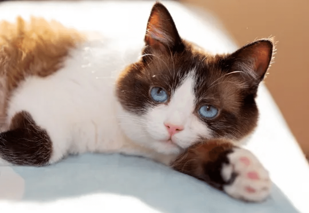Snowshoe