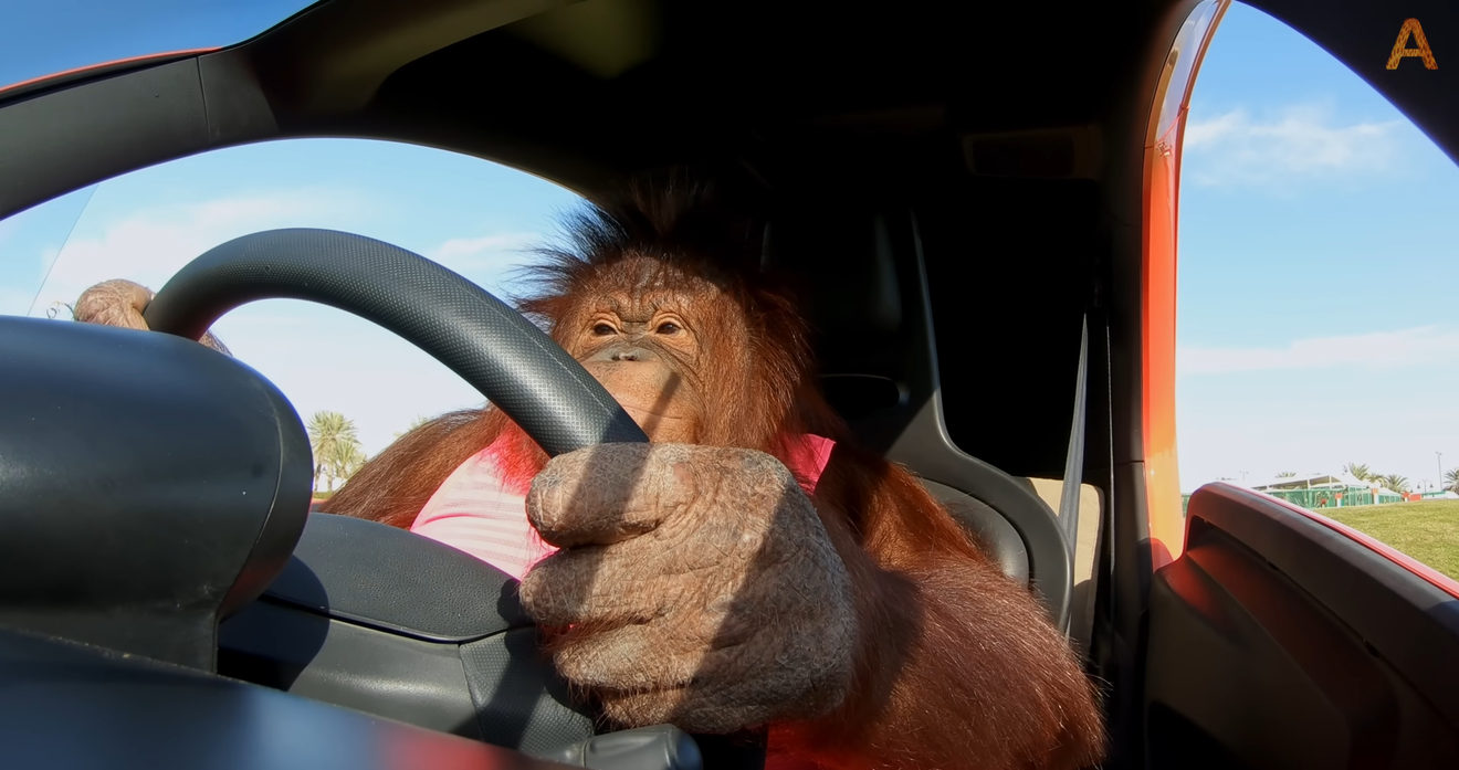 Кадр из видео "Animalia's Orangutan Rambo loves her electric car" на YouTube-канале Animalia