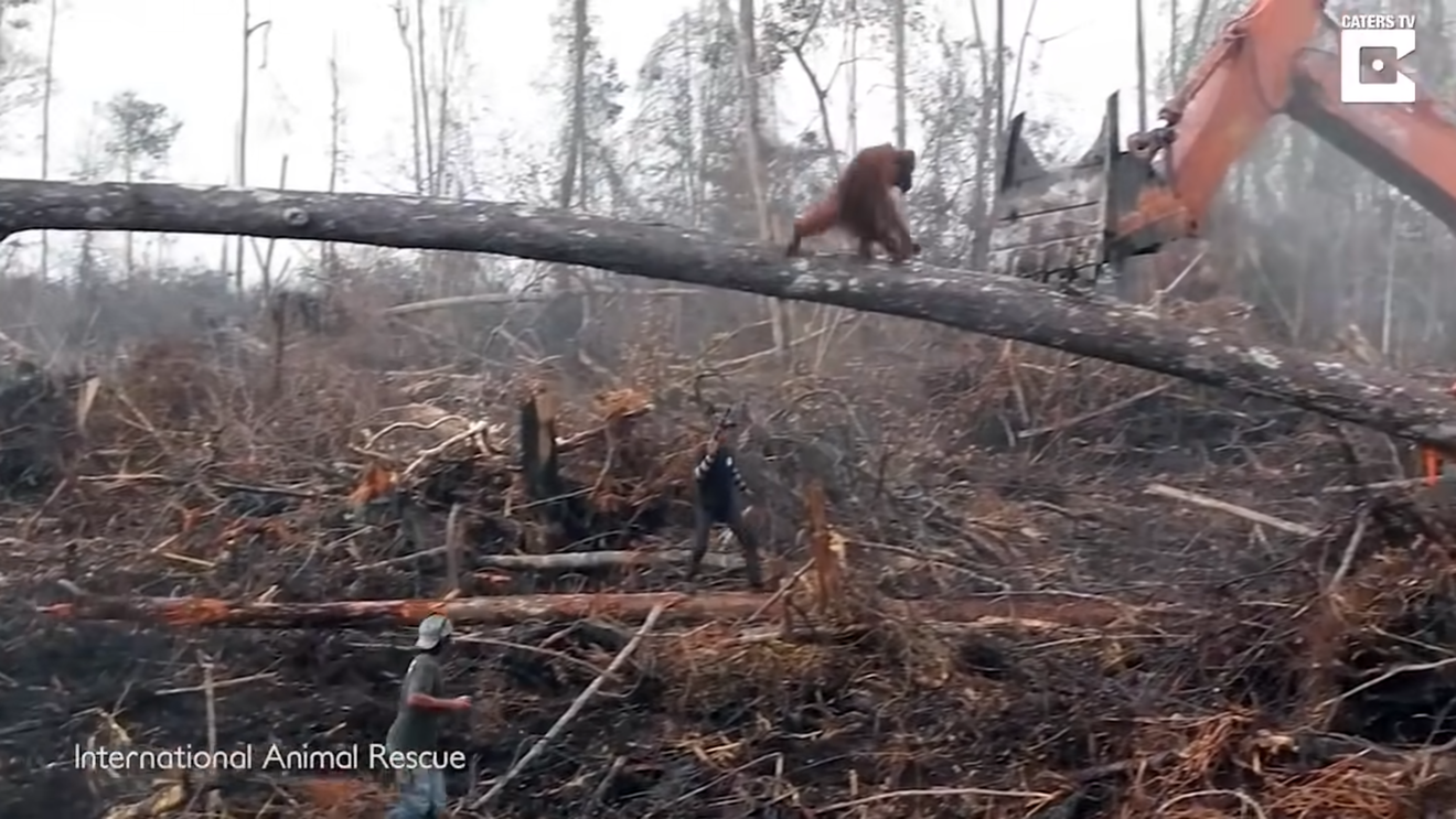 Кадр из видео "Sadness As An Orangutan Tries To Fight The Digger Destroying Its Habitat" на YouTube-канале Protect All Wildlife.