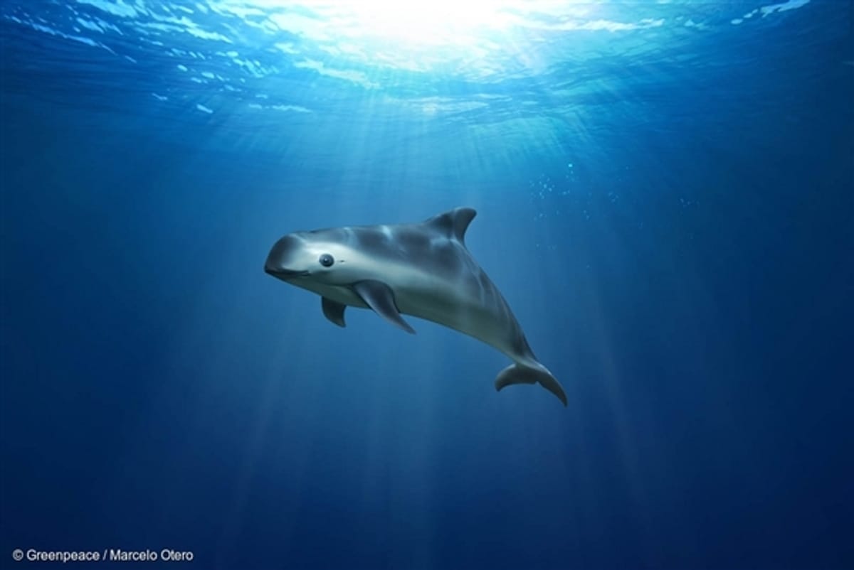 Cách cuối cùng để bảo vệ cá heo vaquita, loài chỉ còn chưa đến 10 cá thể trên thế giới