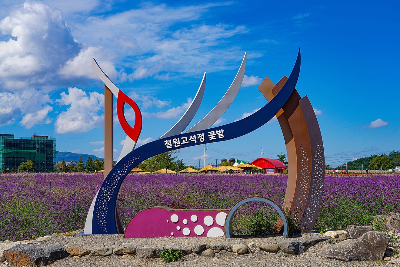 Những cánh đồng hoa ở Gokseokjeong, Cheorwon nhuộm màu sắc mùa thu