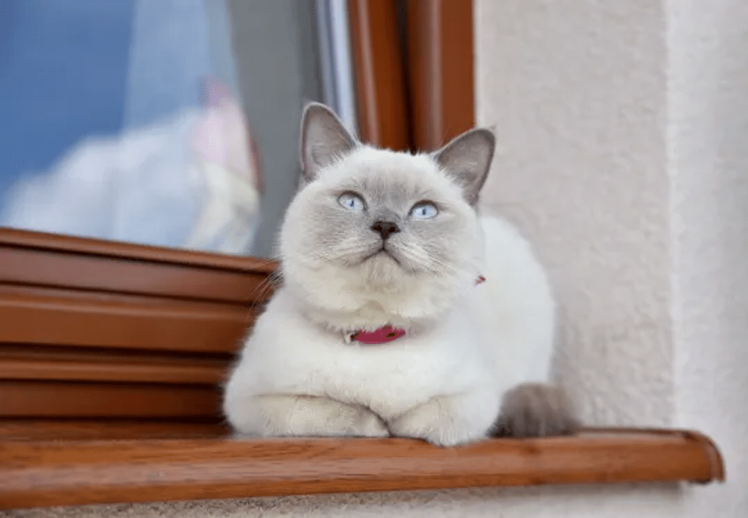 Colorpoint Shorthair