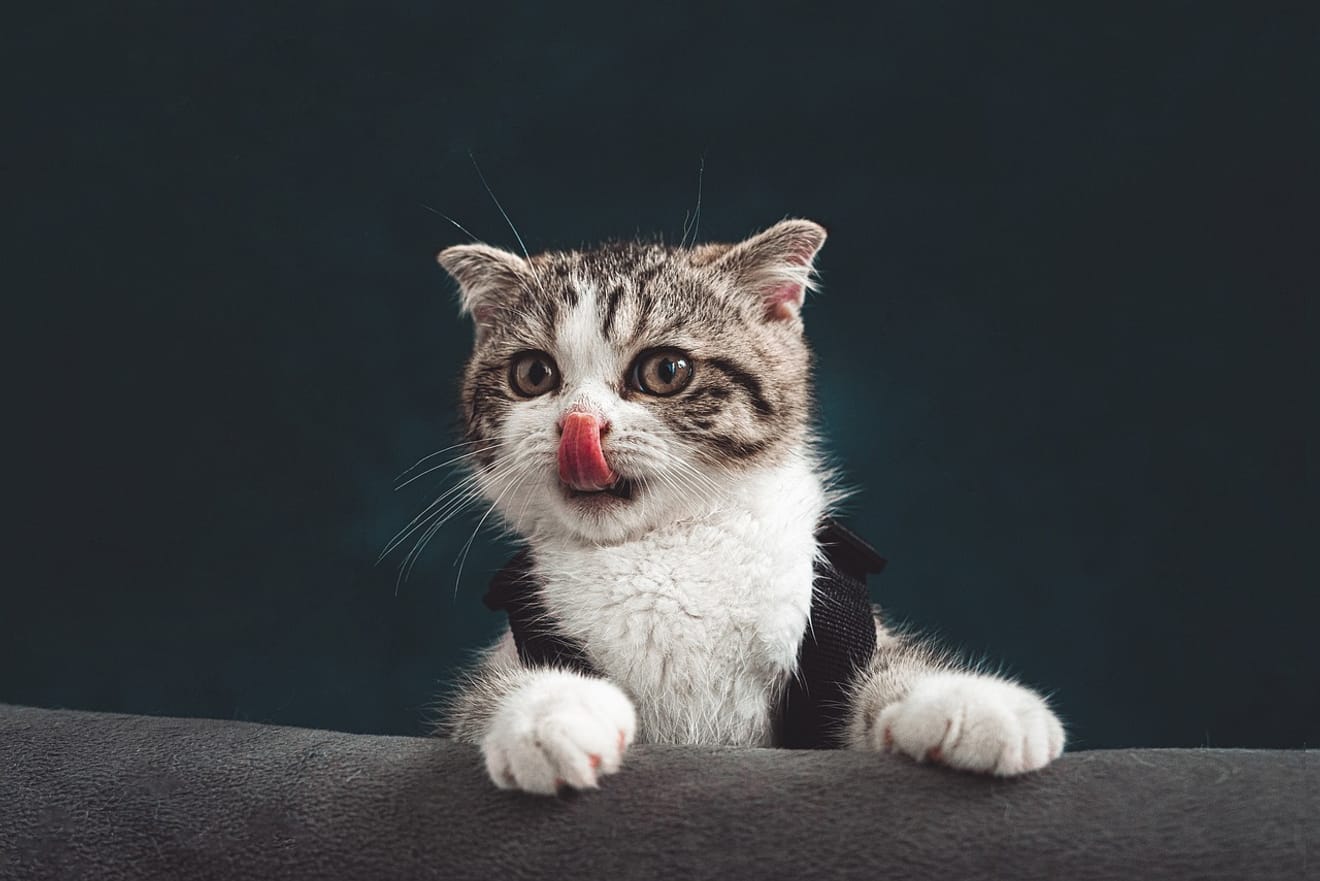 Kedi Atıştırmalık Önerileri