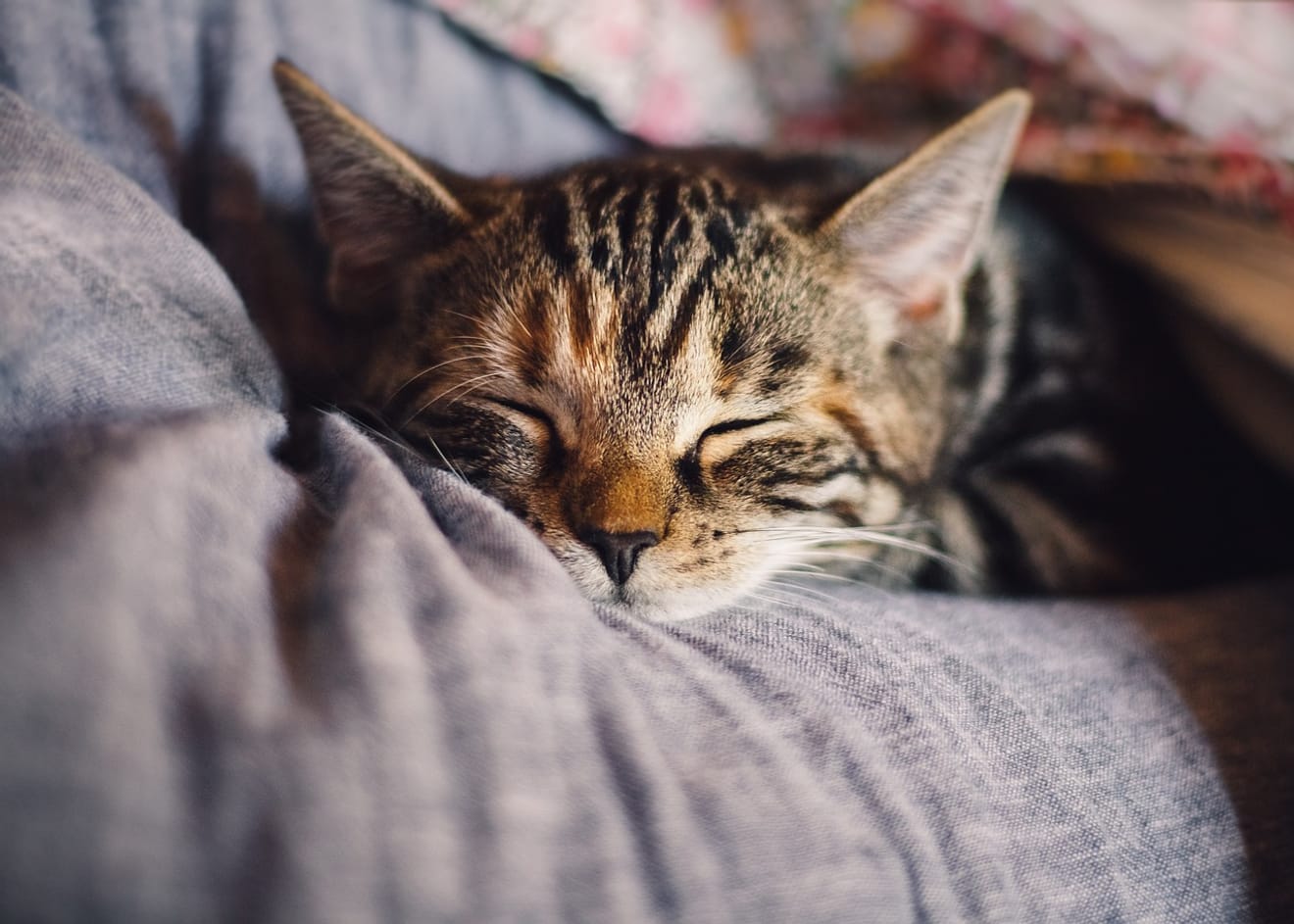 Que faire lorsque votre chat est malade ?