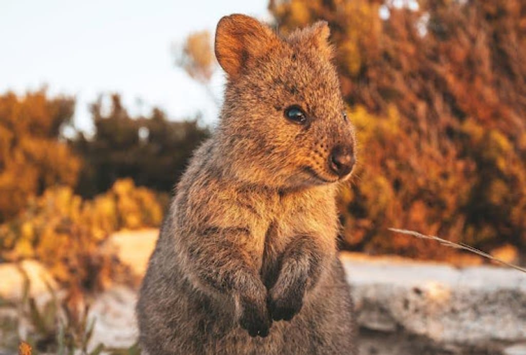 世界で最も可愛い絶滅危惧種クオッカ