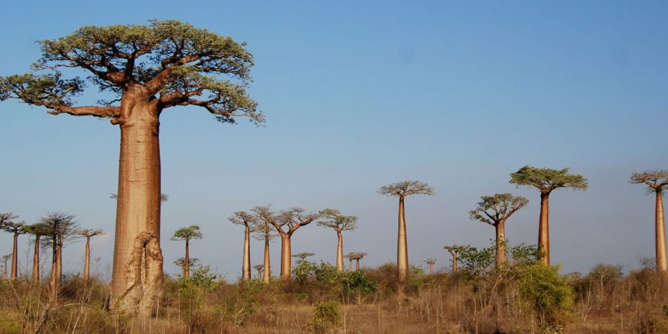 La menace d'extinction de l'arbre baobab, qui vit 10 000 ans