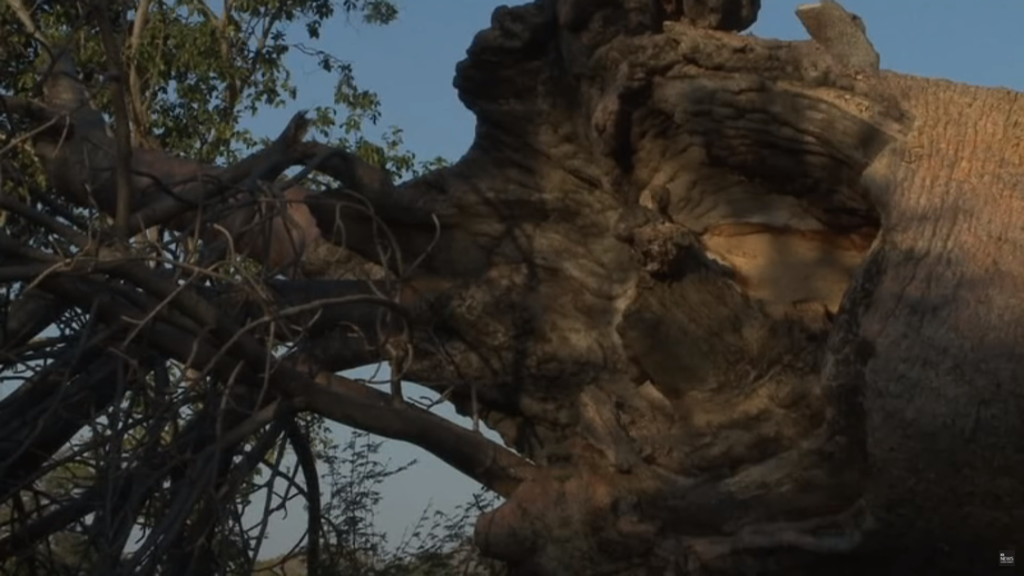 Screenshot from the ABC News (Australia) YouTube video “Africa's ancient Baobab trees are mysteriously dying”.