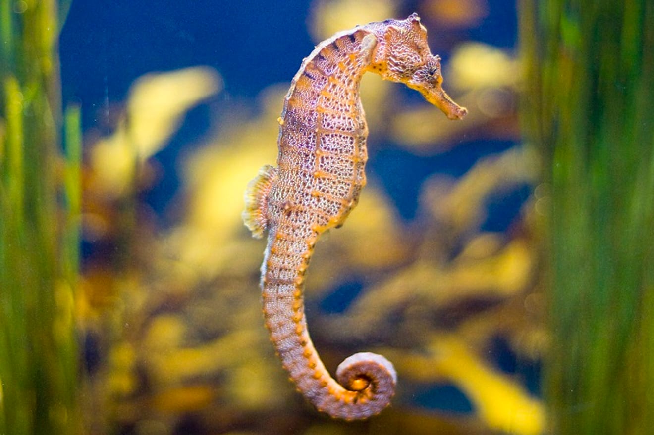 神秘的なほど絶滅の危機に瀕する動物たち⋯絶滅危惧種タツノオトシゴの話