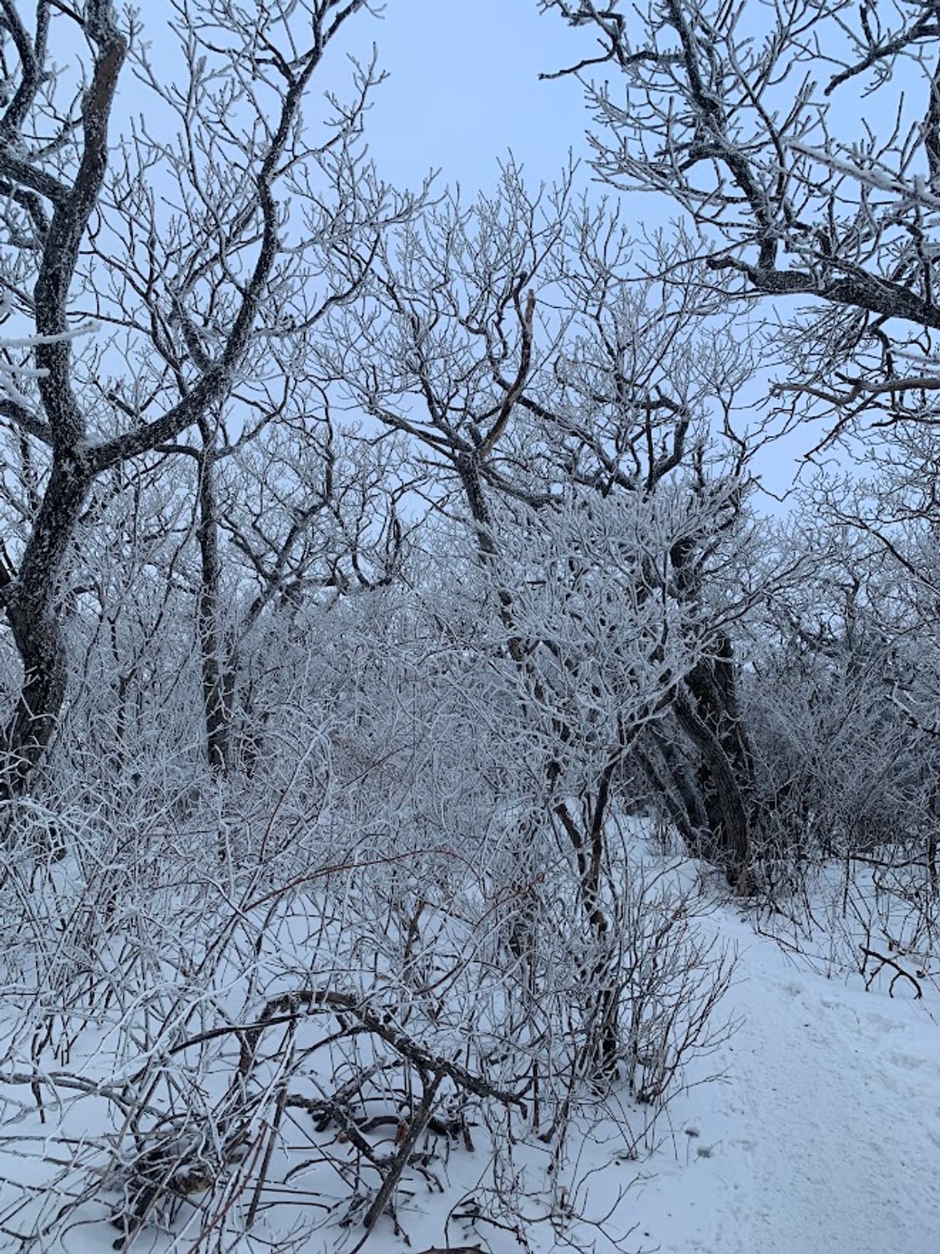 [National Park Stamp Tour] 11. Taebaeksan, Beautiful with Snow Flowers