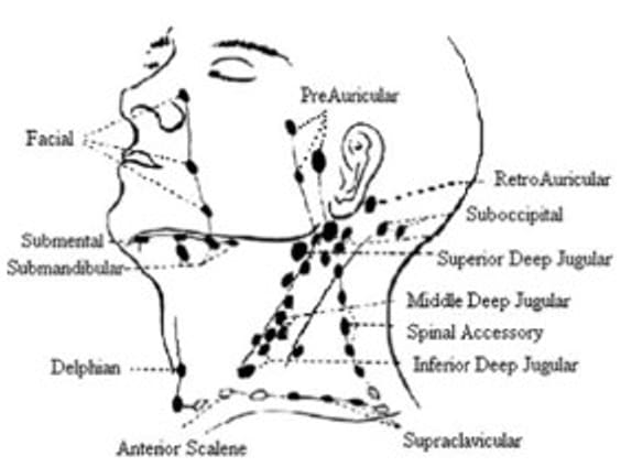 Traitement de l'adénite, adénite rétro-auriculaire, douleur et coût du traitement de l'adénite