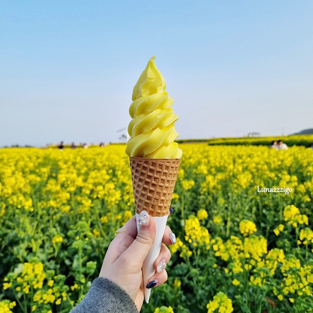 とても美しい菜の花畑　ポハン ホミ곶 海맞い公園 菜の花