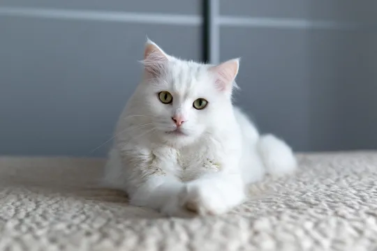 土耳其安哥拉猫
