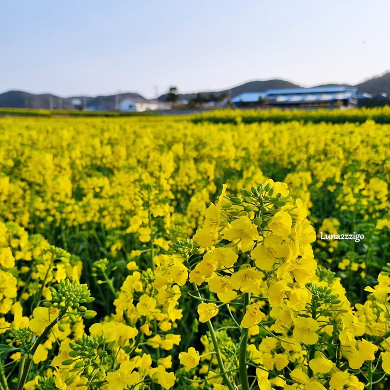 Prachtige koolzaadvelden in Pohang's Homigot Sunrise Park