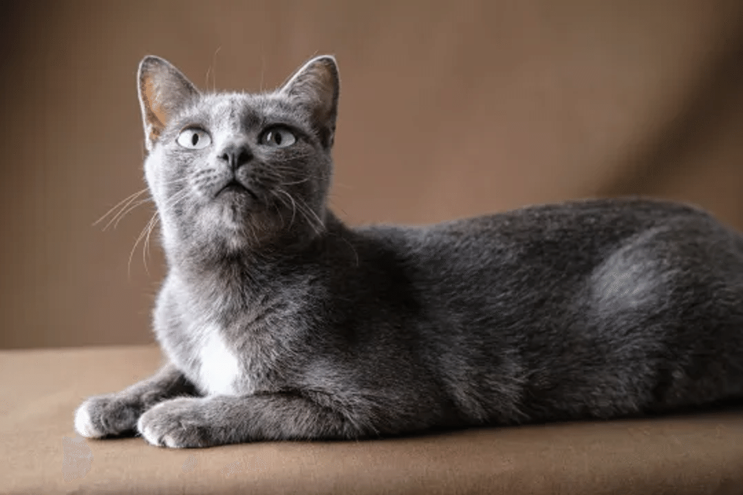 Korat