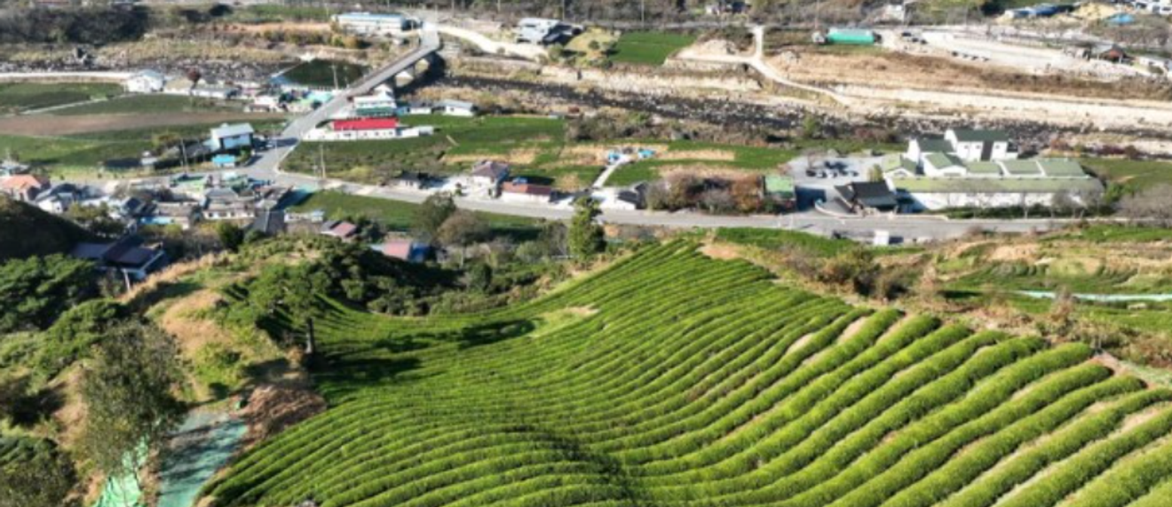 Mekanya Budaya Teh Korea, Perkebunan Teh Hadong