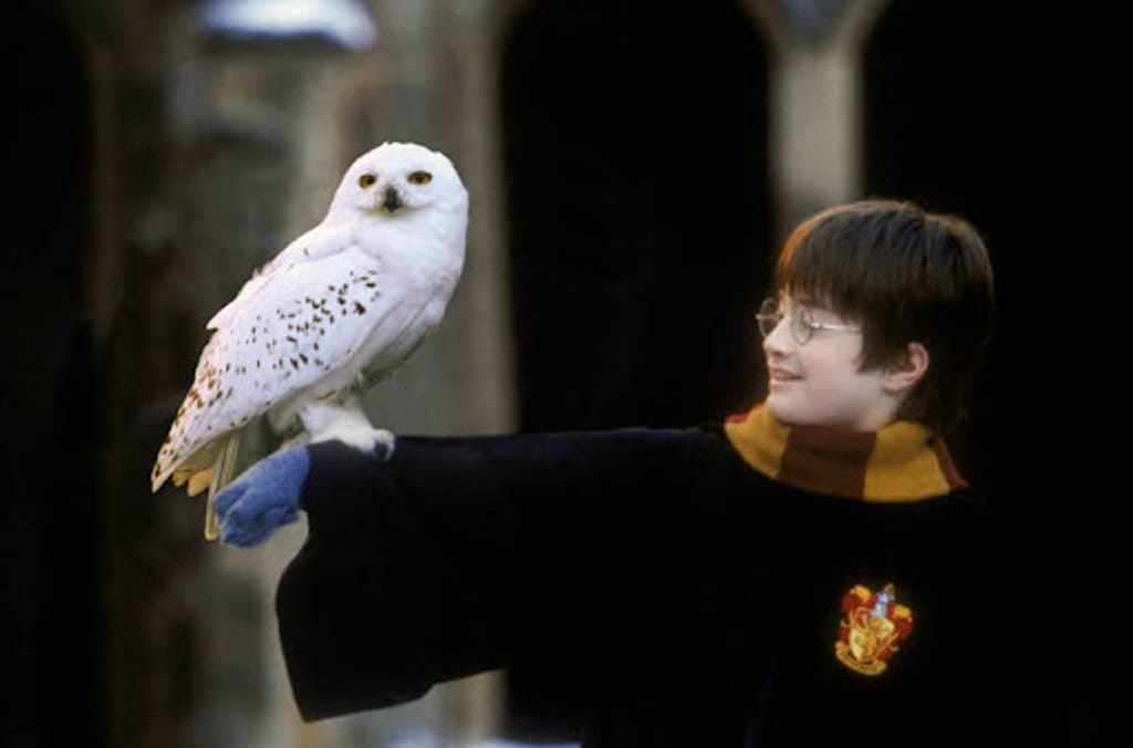 Harry Potters uil Hedwig, eigenlijk een bedreigde diersoort?