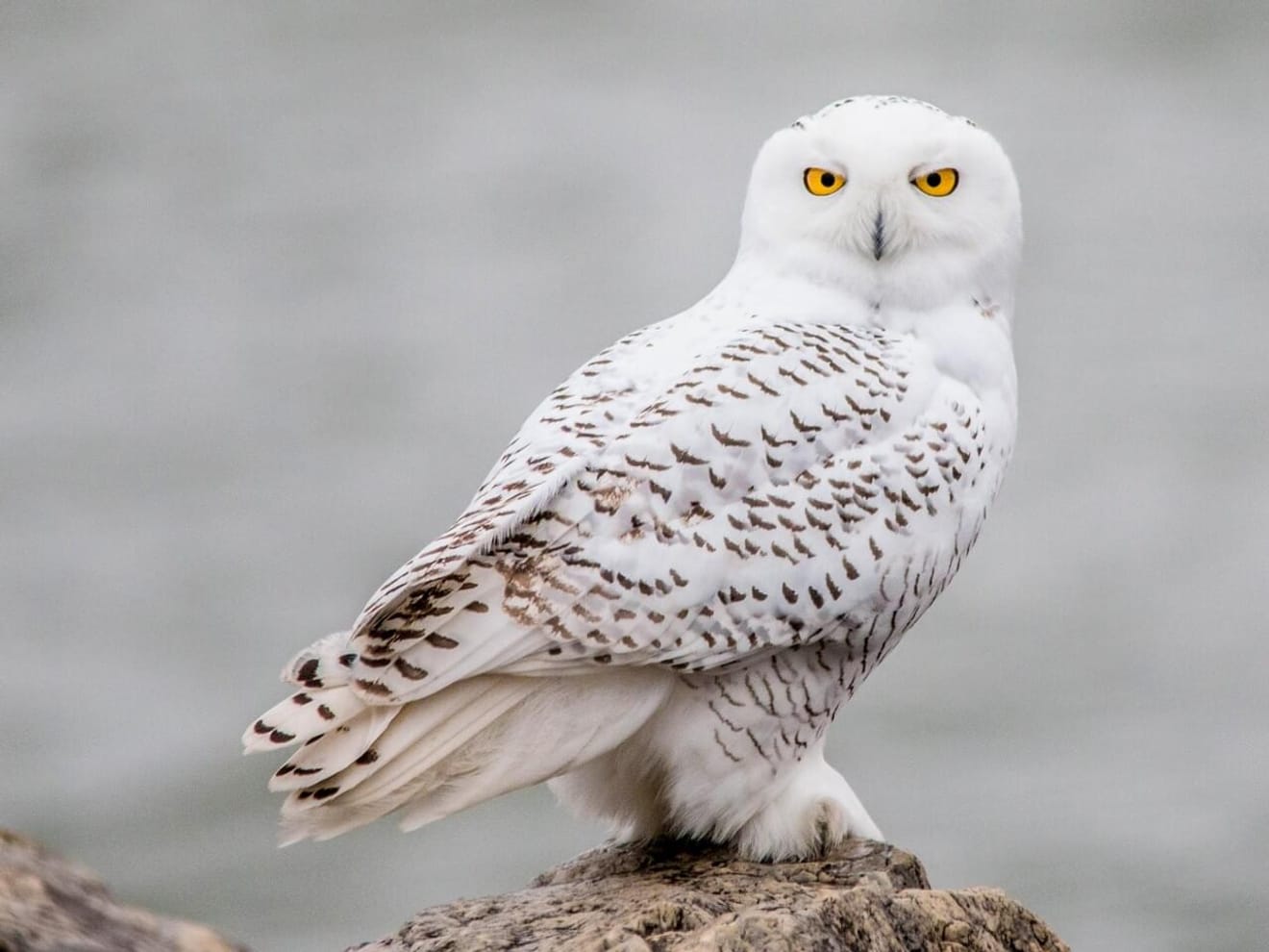 Harry Potters uil Hedwig, eigenlijk een bedreigde diersoort?