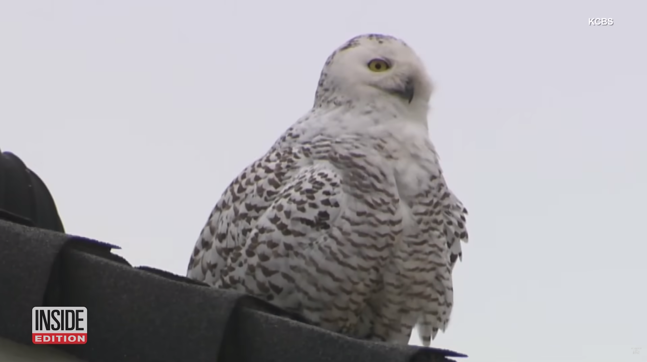 Harry Potters uil Hedwig, eigenlijk een bedreigde diersoort?