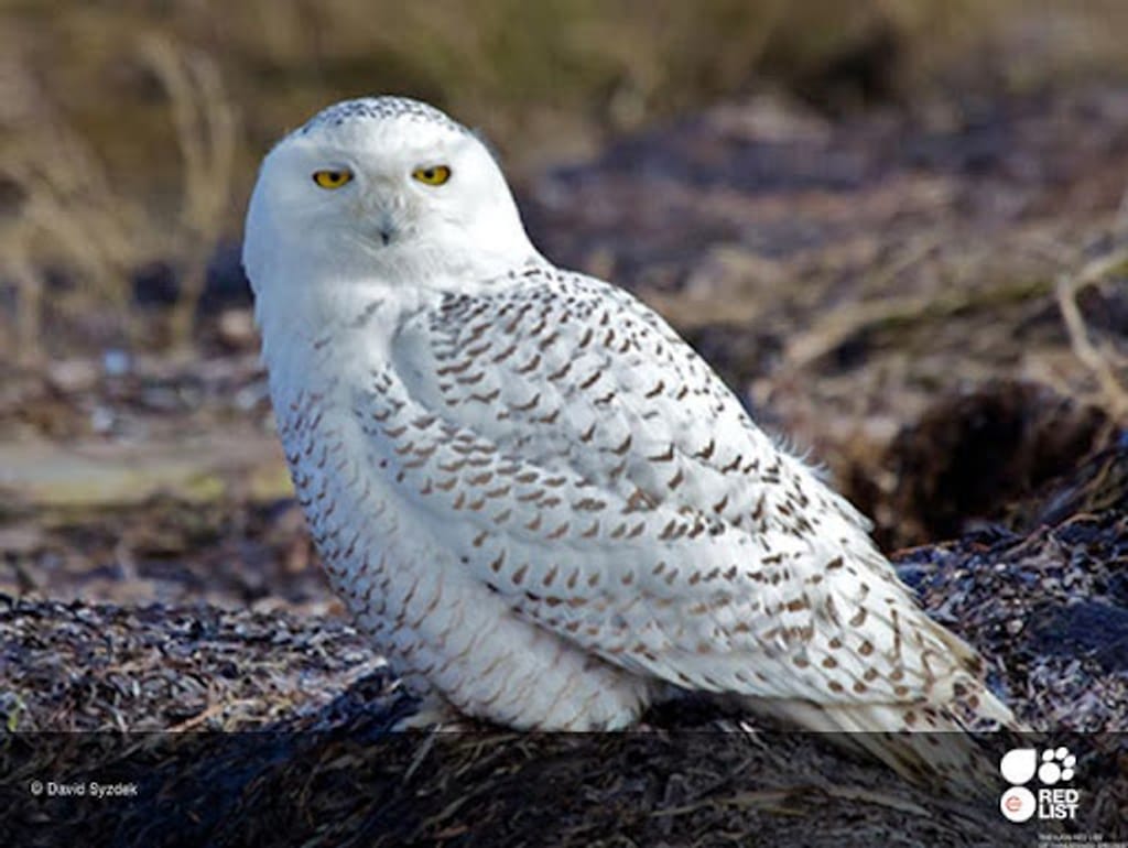 Harry Potters uil Hedwig, eigenlijk een bedreigde diersoort?