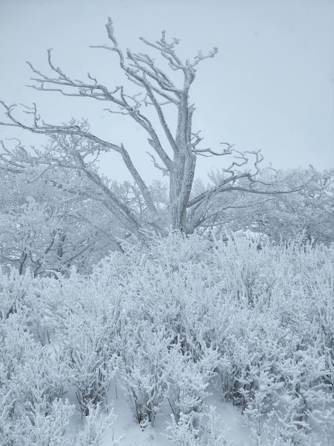 [National Park Stamp Tour] 13. Easy Snow Hiking in Naejangsan with a Cable Car, Even for Beginners