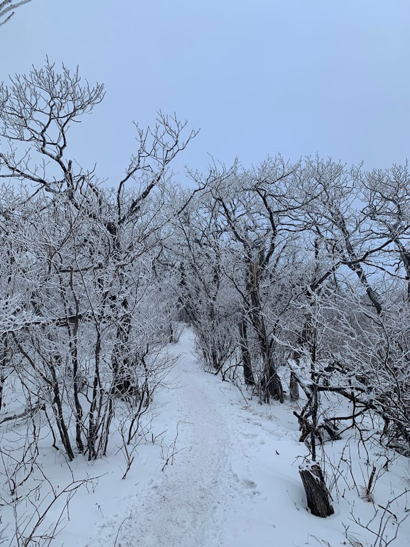 [National Park Stamp Tour] 11. Taebaeksan, Beautiful with Snow Flowers