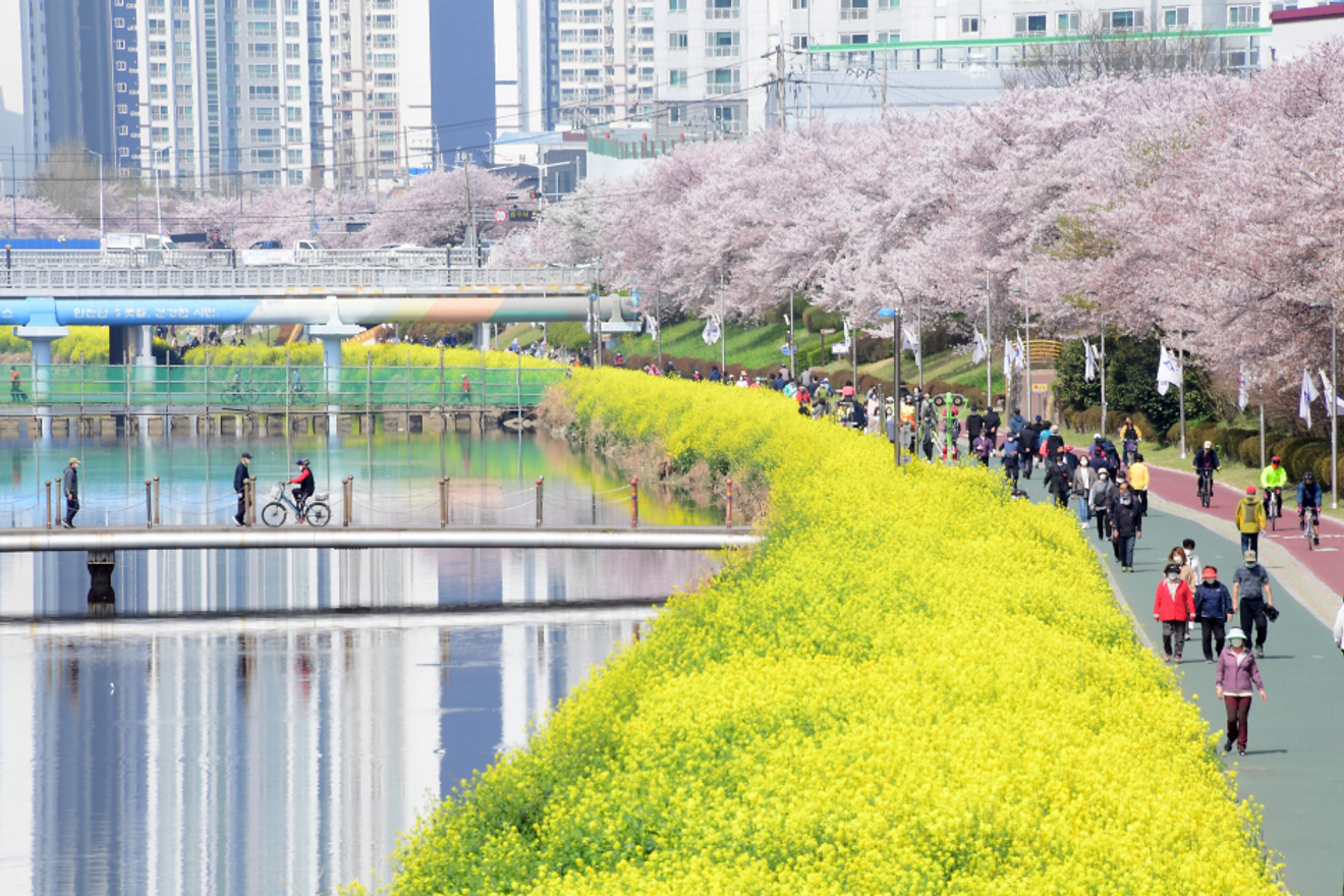 Heißer als Kirschblüten! Die besten Kirschblüten-Spots in Busan 2024 für unvergessliche Fotos
