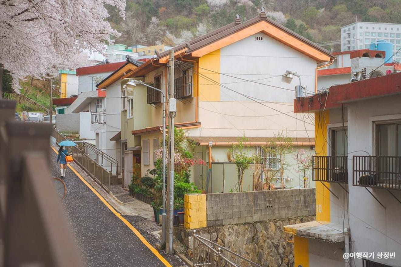 Heißer als Kirschblüten! Die besten Kirschblüten-Spots in Busan 2024 für unvergessliche Fotos