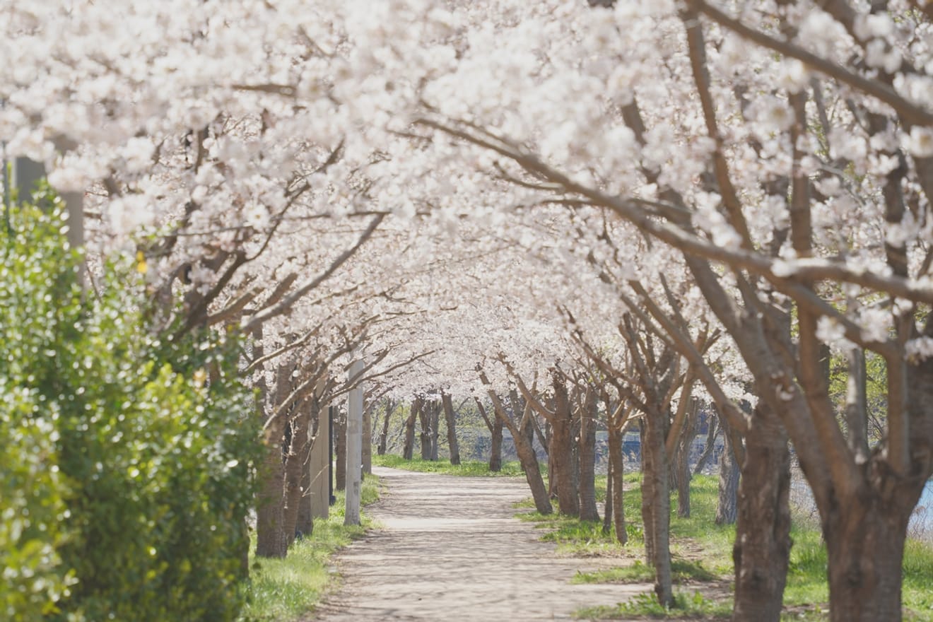 Kelopak Sakura Gyeongju 2024 yang Menawan.. Kumpulan Tempat Tersembunyi