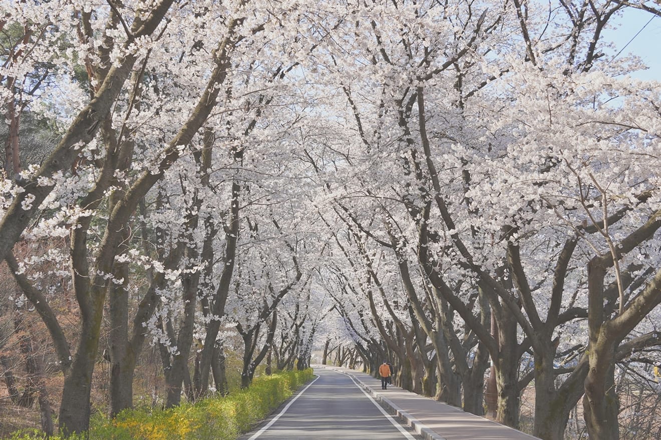 Kelopak Sakura Gyeongju 2024 yang Menawan.. Kumpulan Tempat Tersembunyi