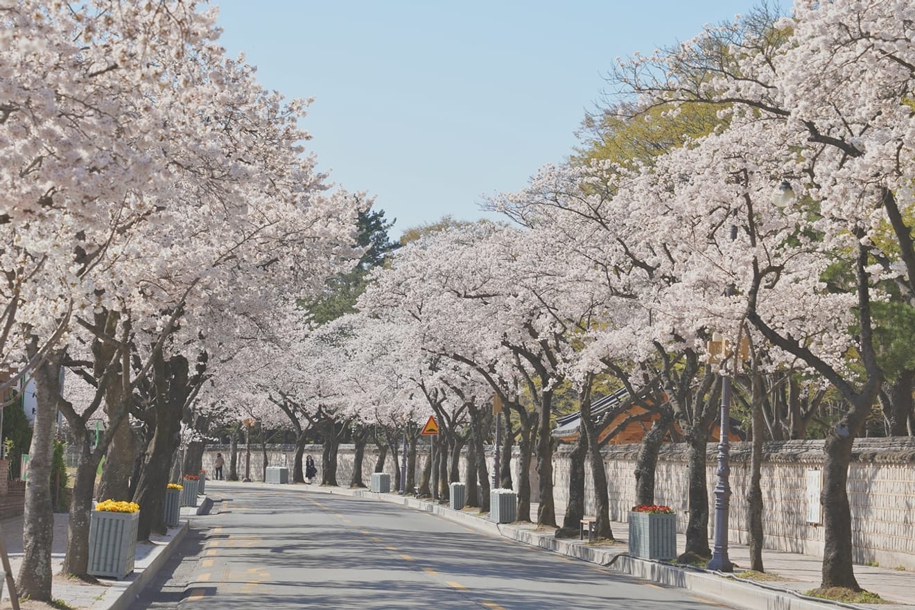 Kelopak Sakura Gyeongju 2024 yang Menawan.. Kumpulan Tempat Tersembunyi