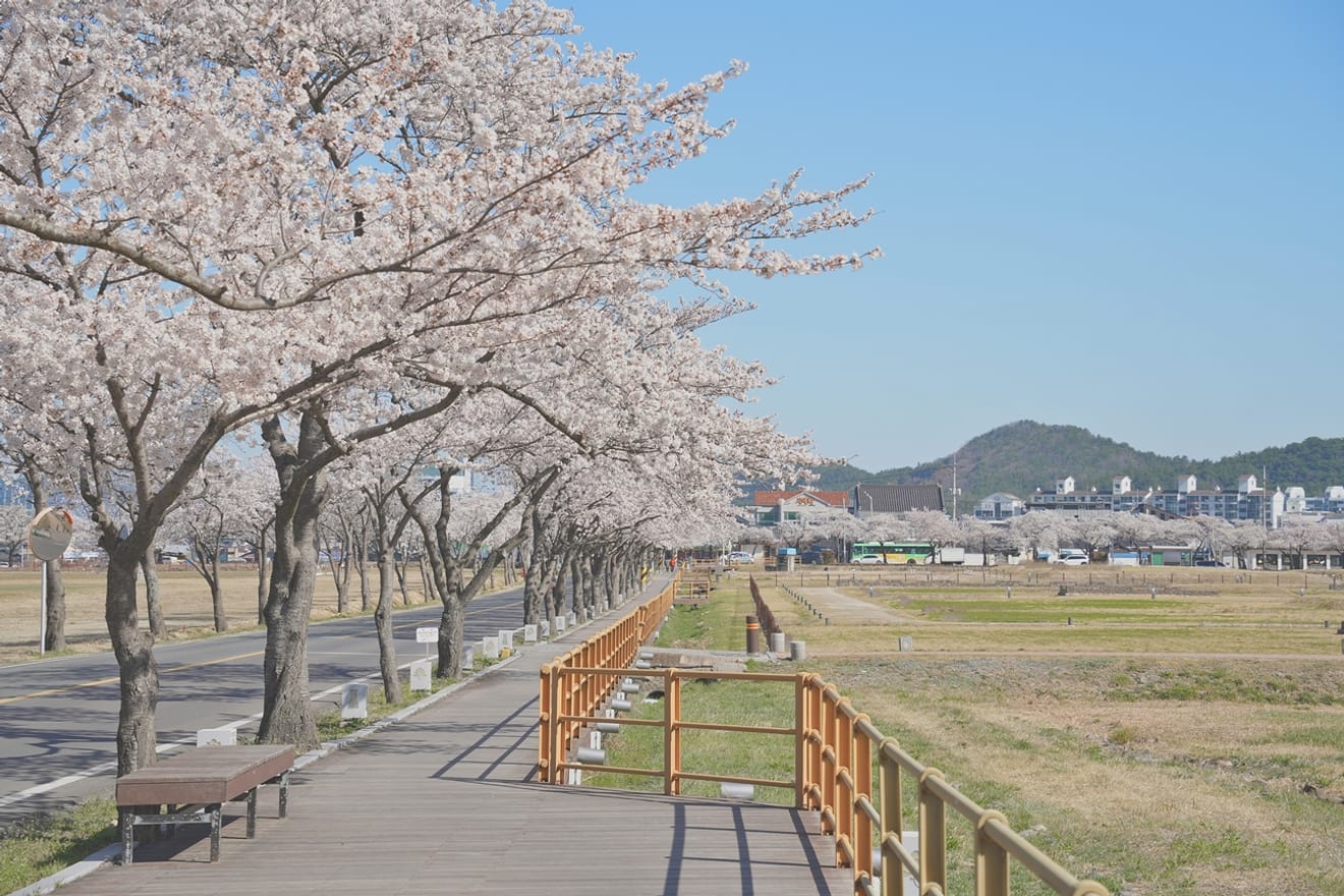 Kelopak Sakura Gyeongju 2024 yang Menawan.. Kumpulan Tempat Tersembunyi