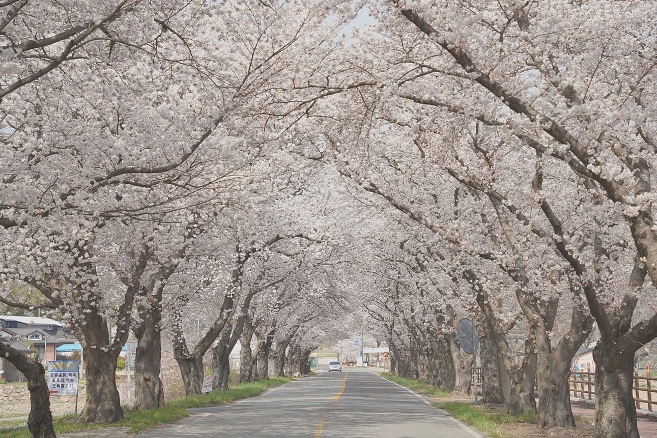 Kelopak Sakura Gyeongju 2024 yang Menawan.. Kumpulan Tempat Tersembunyi