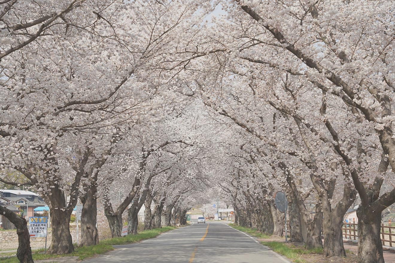 Exciting Gyeongju Cherry Blossoms in 2024.. Hidden Gems