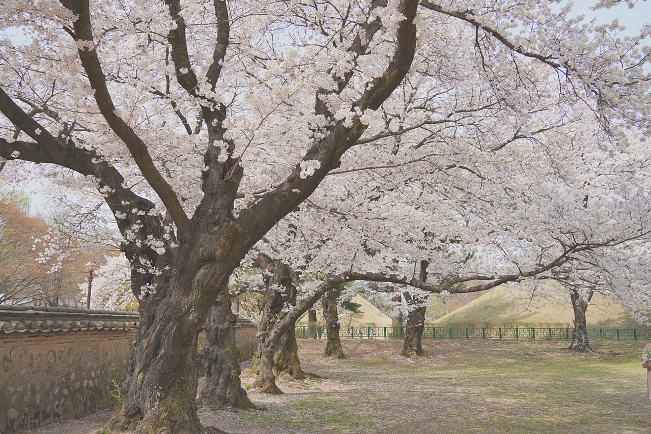 Kelopak Sakura Gyeongju 2024 yang Menawan.. Kumpulan Tempat Tersembunyi