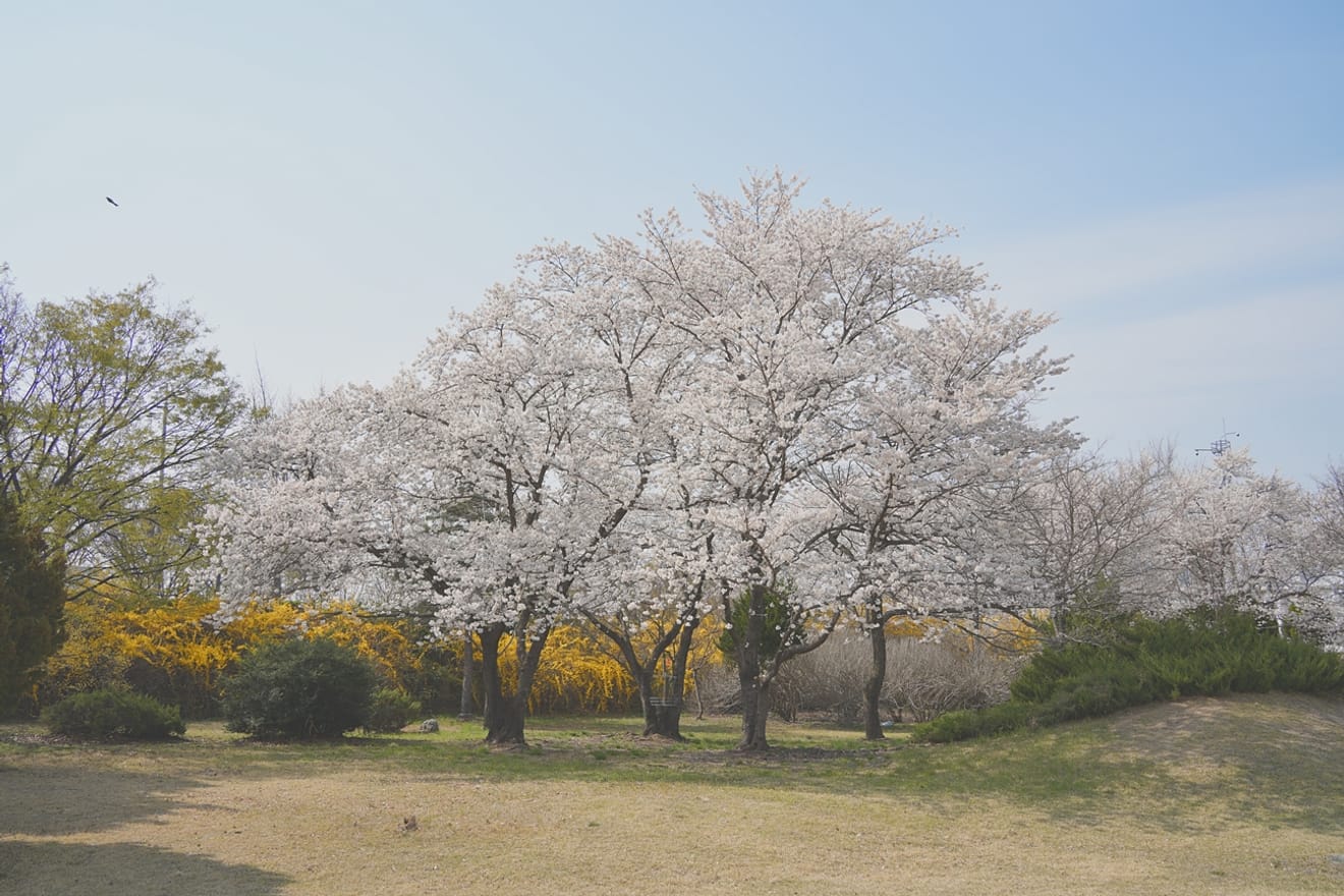 Kelopak Sakura Gyeongju 2024 yang Menawan.. Kumpulan Tempat Tersembunyi