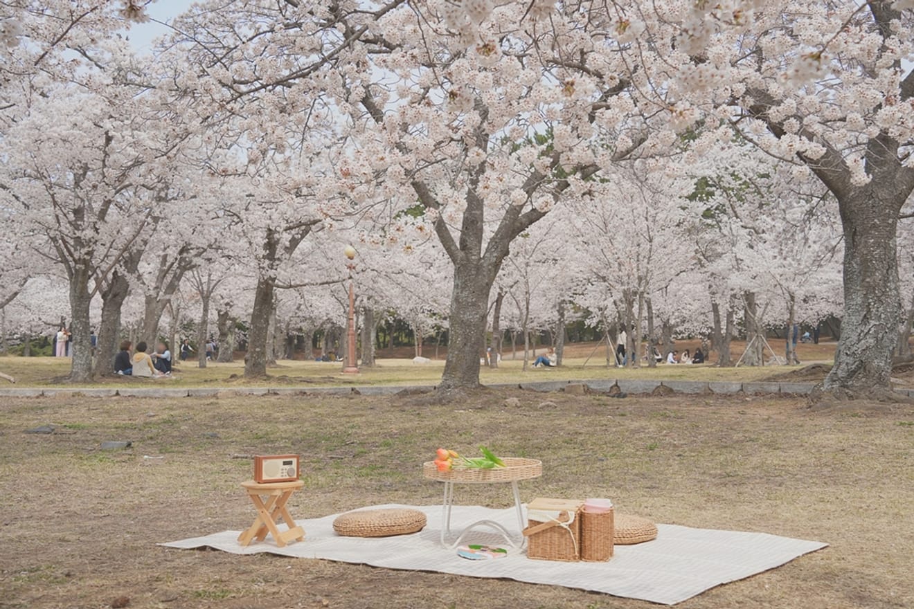 Exciting Gyeongju Cherry Blossoms in 2024.. Hidden Gems