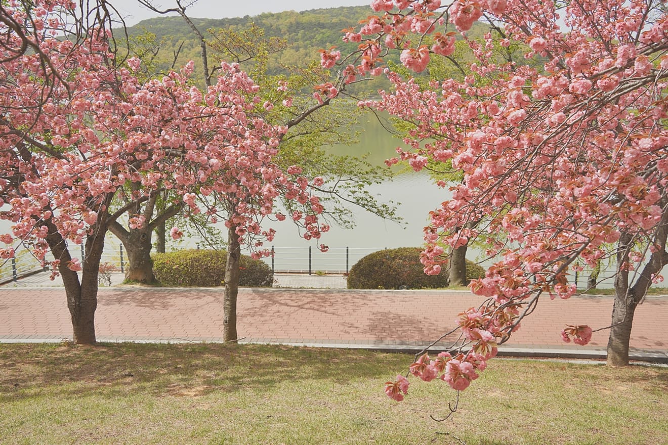 Kelopak Sakura Gyeongju 2024 yang Menawan.. Kumpulan Tempat Tersembunyi