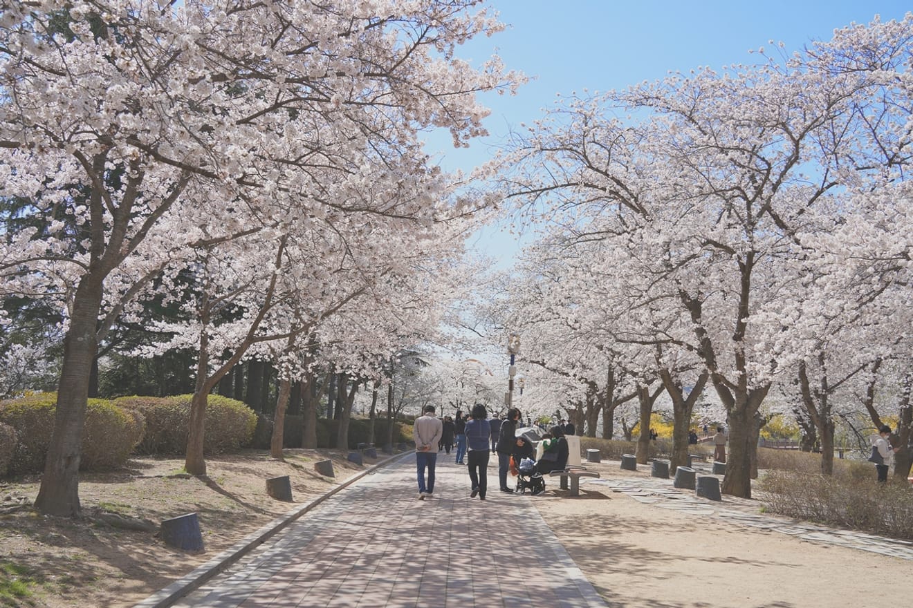 Kelopak Sakura Gyeongju 2024 yang Menawan.. Kumpulan Tempat Tersembunyi