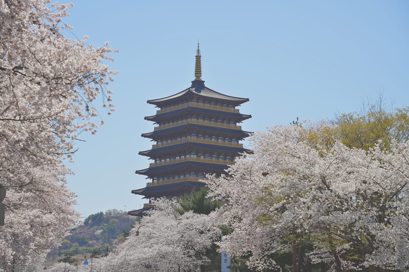 Kelopak Sakura Gyeongju 2024 yang Menawan.. Kumpulan Tempat Tersembunyi