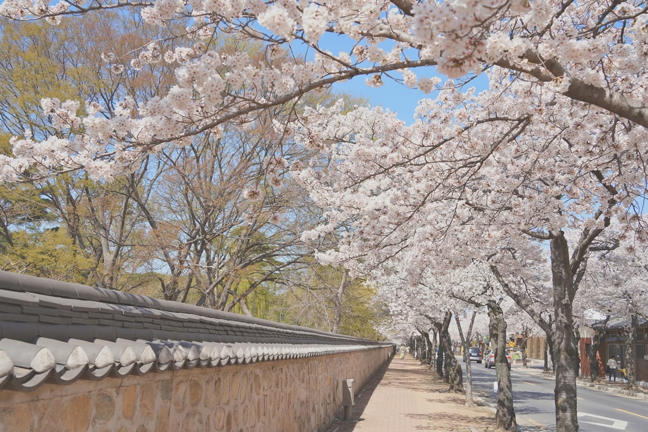 Kelopak Sakura Gyeongju 2024 yang Menawan.. Kumpulan Tempat Tersembunyi