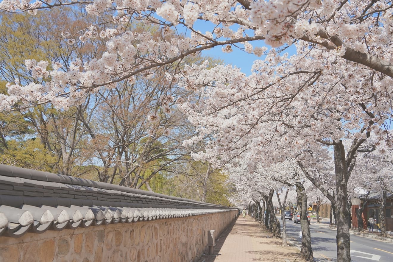 Exciting Gyeongju Cherry Blossoms in 2024.. Hidden Gems