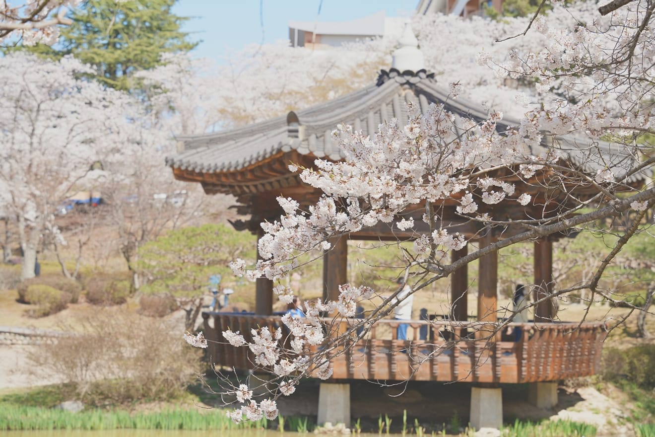 Kelopak Sakura Gyeongju 2024 yang Menawan.. Kumpulan Tempat Tersembunyi