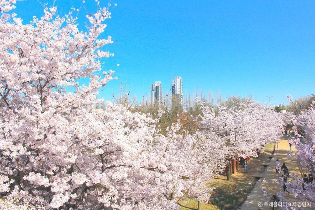 Pink in Spring! Top 10 Cherry Blossom Spots in Seoul for 2024