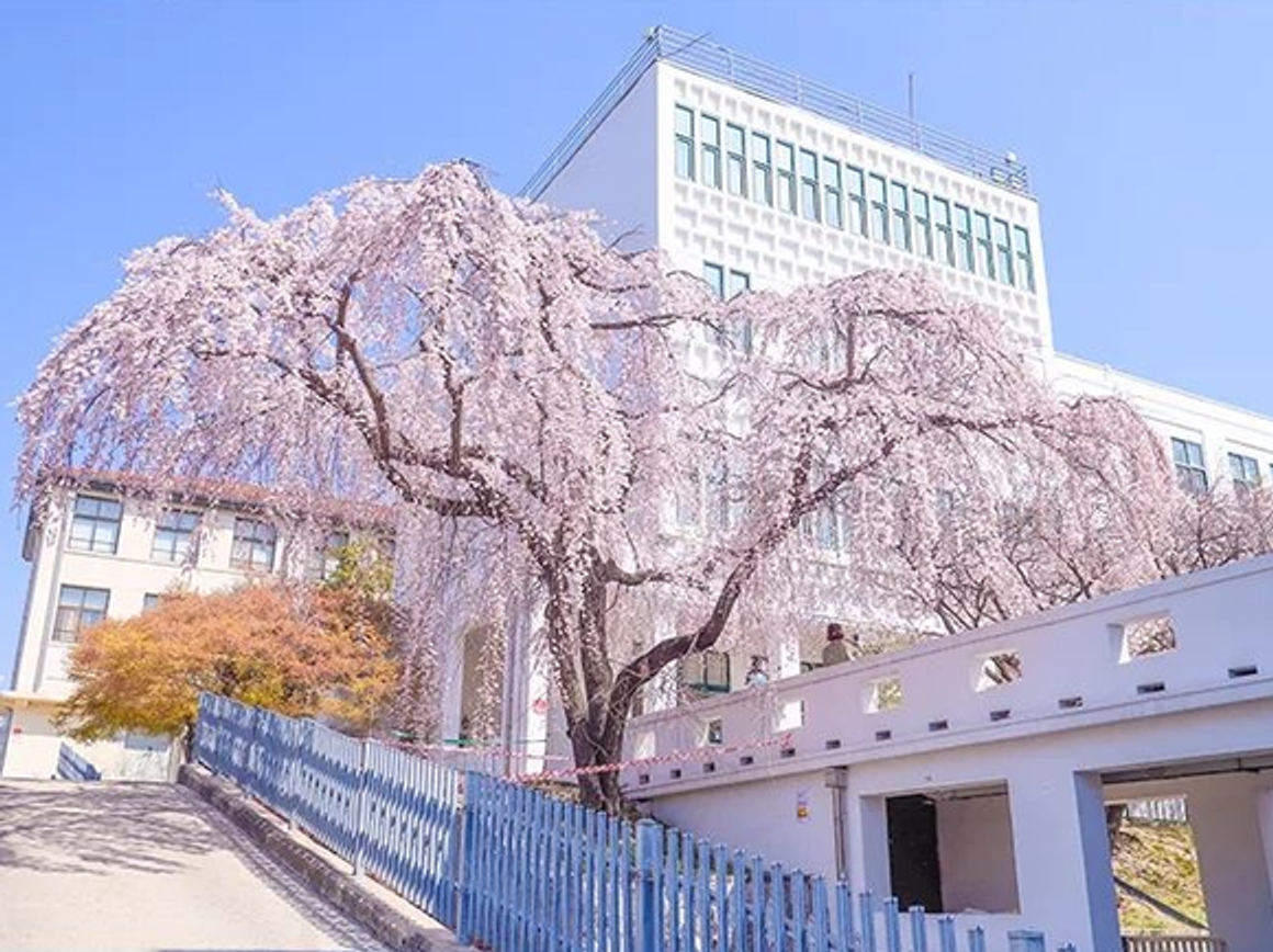 Pink in Spring! Top 10 Cherry Blossom Spots in Seoul for 2024